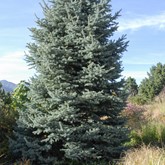 Baby Blue Eyes Spruce